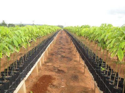 Créditos Paulo Brito