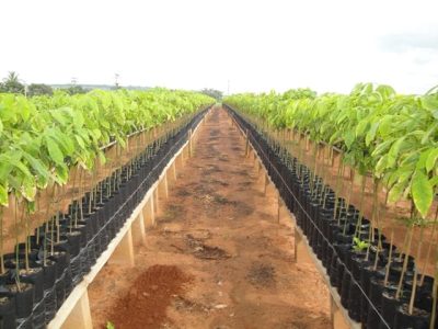 Créditos Paulo Brito