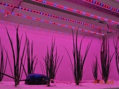 Créditos Paulo Sérgio Gomes da Rocha