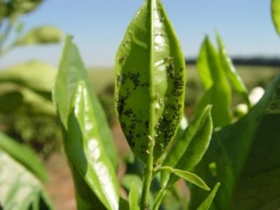 Créditos Pedro Takao Yamamoto