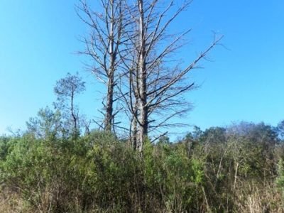 Créditos Reinaldo Langa