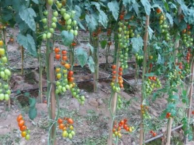 Foto-01-Créditos-Rerison-Catarino-600x338