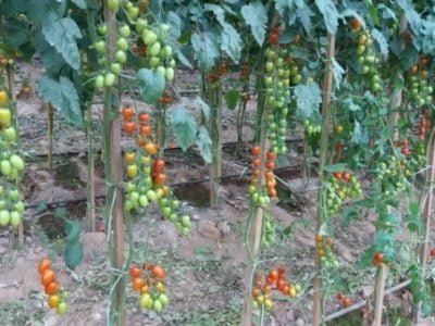 Foto-01-Créditos-Rerison-Catarino-600x338