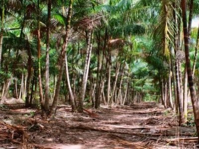 Foto-01-Créditos-Ronaldo-Rosa-600x402