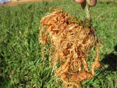 Créditos Santino Aleandro da Silva