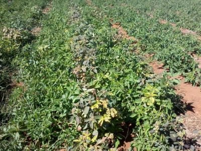 Créditos Sebastião Nunes