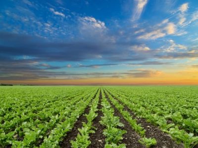 Créditos Shutterstock