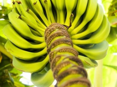 Créditos Shutterstock