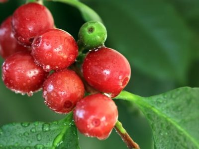 Créditos Shutterstock