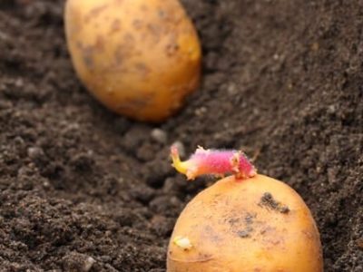 Créditos Shutterstock