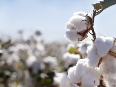 Créditos Shutterstock