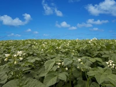Biosoja - Créditos Shutterstock