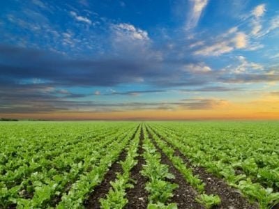 Créditos Shutterstock