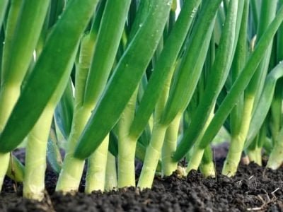 Créditos Shutterstock