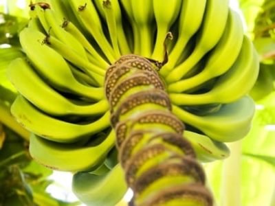 Créditos Shutterstock