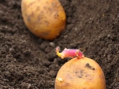 Créditos Shutterstock