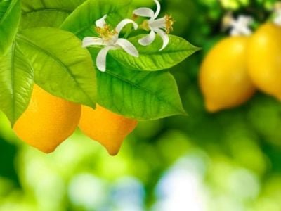 Créditos Shutterstock