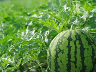 Créditos Shutterstock