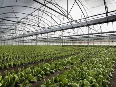 Créditos Shutterstock