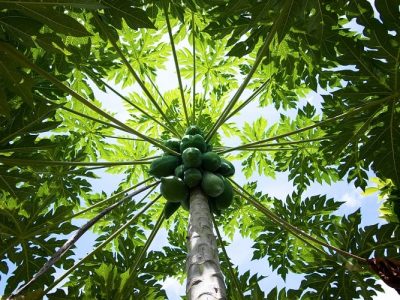 Créditos Shutterstock