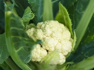 Créditos Shutterstock