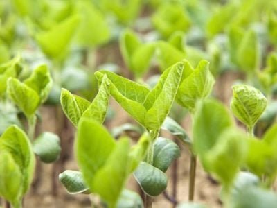 Créditos Shutterstock