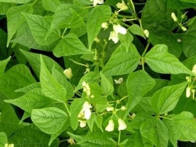 Créditos - Shutterstock