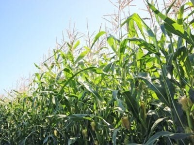 Créditos Shutterstock