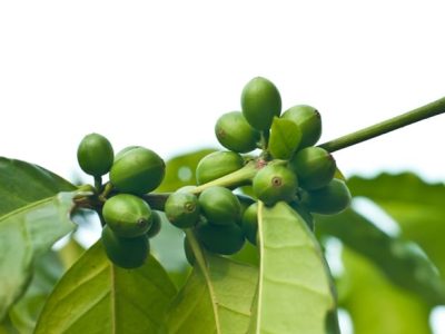 Créditos Shutterstock