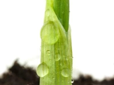 Créditos Shutterstock