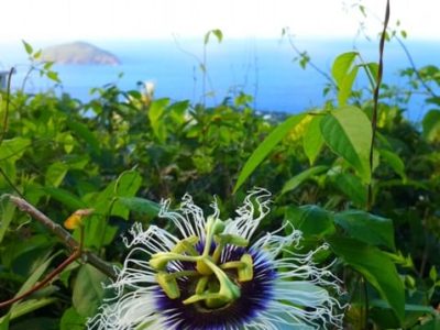 Créditos Shutterstock