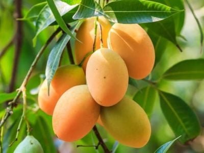 Créditos Shutterstock