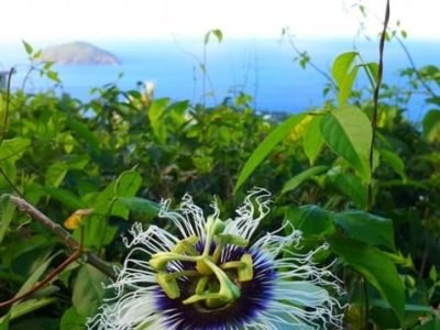 Créditos Shutterstock