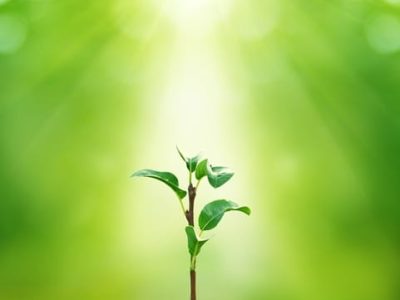 Créditos Shutterstock