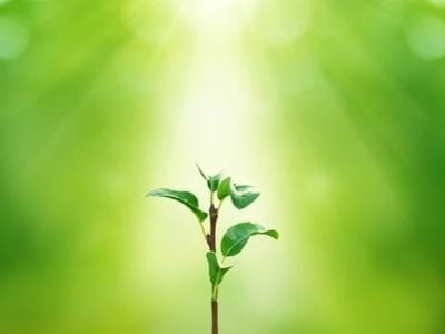 Créditos Shutterstock