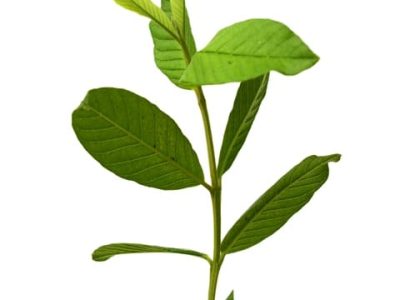 Créditos Shutterstock