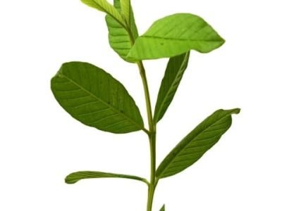 Créditos Shutterstock