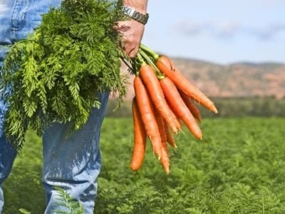 Créditos Shutterstock