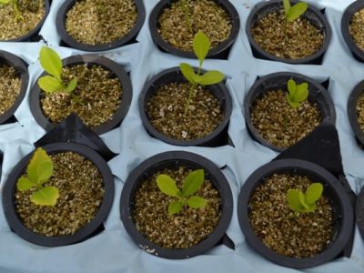 Créditos Thatiane Padilha de Menezes