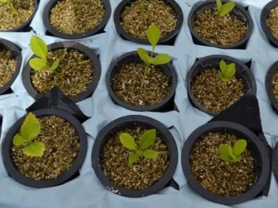 Créditos Thatiane Padilha de Menezes