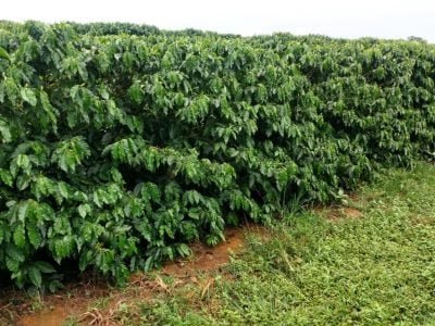 Créditos Vitória Fertilizantes