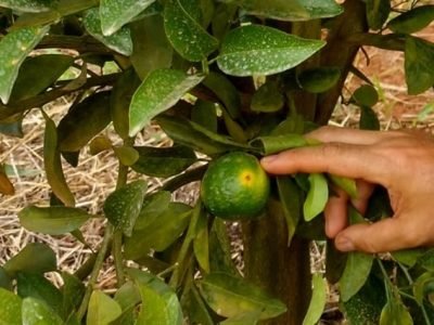 Créditos Ester Ferreira