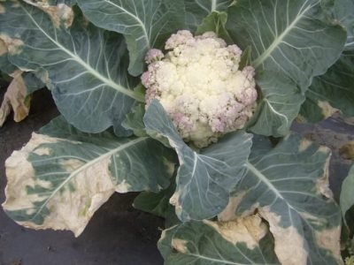 Créditos: Jucilayne Fernandes Vieira