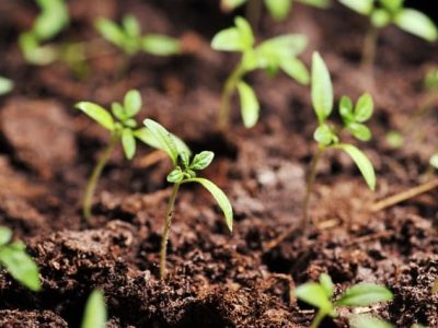 Créditos Shutterstock