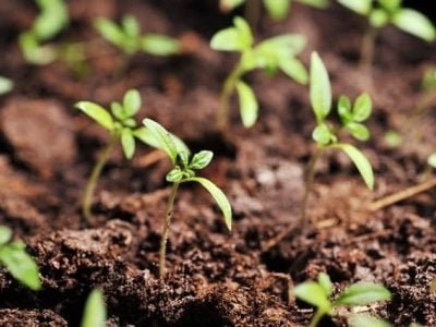 Créditos Shutterstock