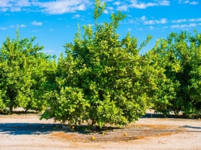 Créditos Shutterstock