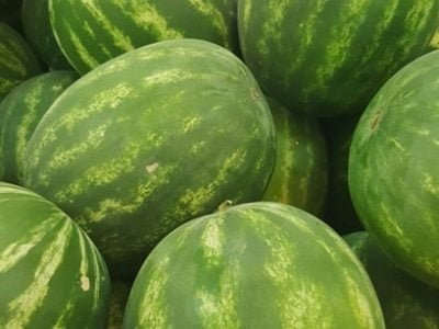 (CréditosShutterstock