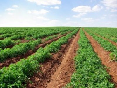 Foto-01-CréditosShutterstock-300x201