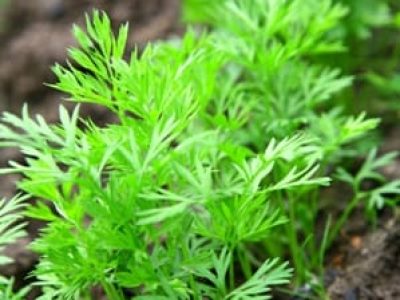 Créditos Shutterstock