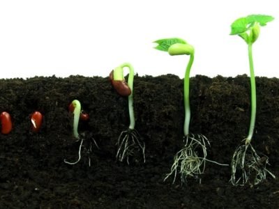 Créditos Shutterstock